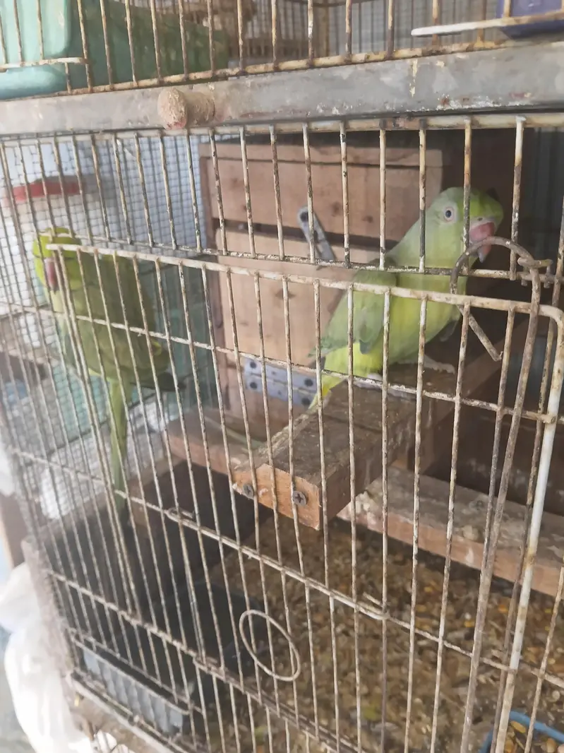 love bird. ringnek — photo 8