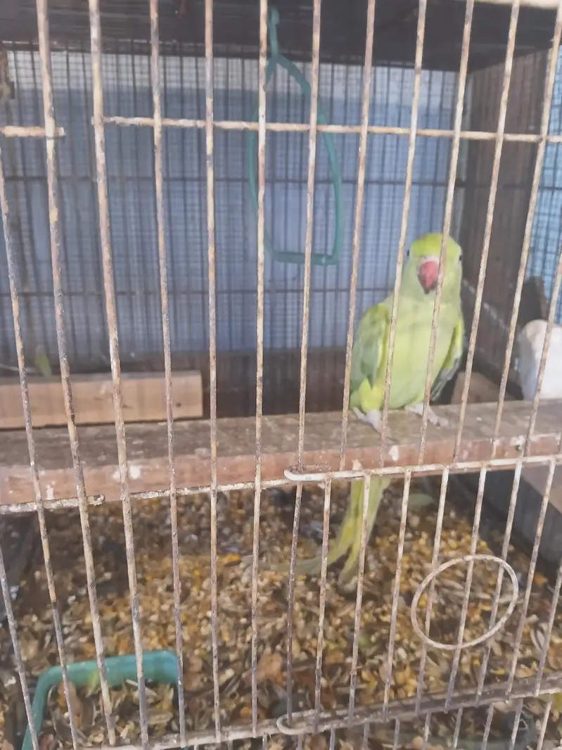 love bird. ringnek — photo 9