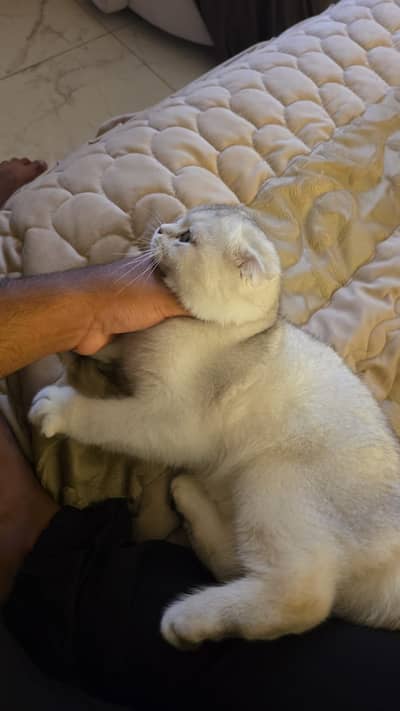 British shorthair white cat fir sale 