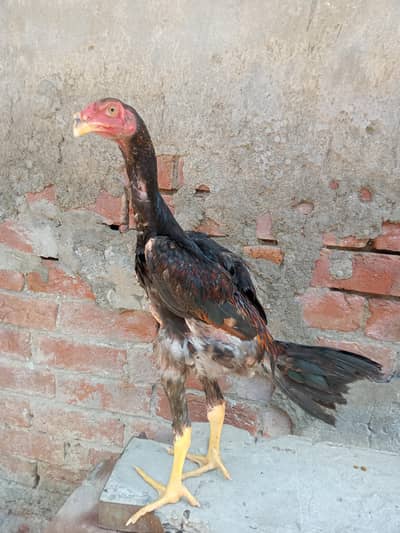 Turkish shamo long hight oh