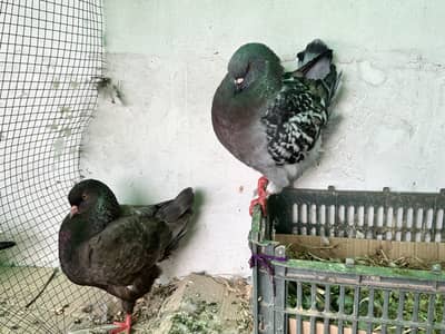 Magpie Pouter US modena