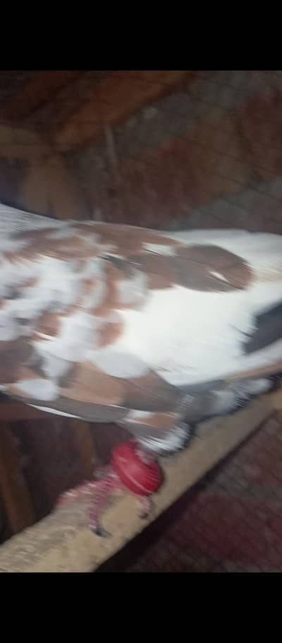 baridal pair pishori pair for sale multan