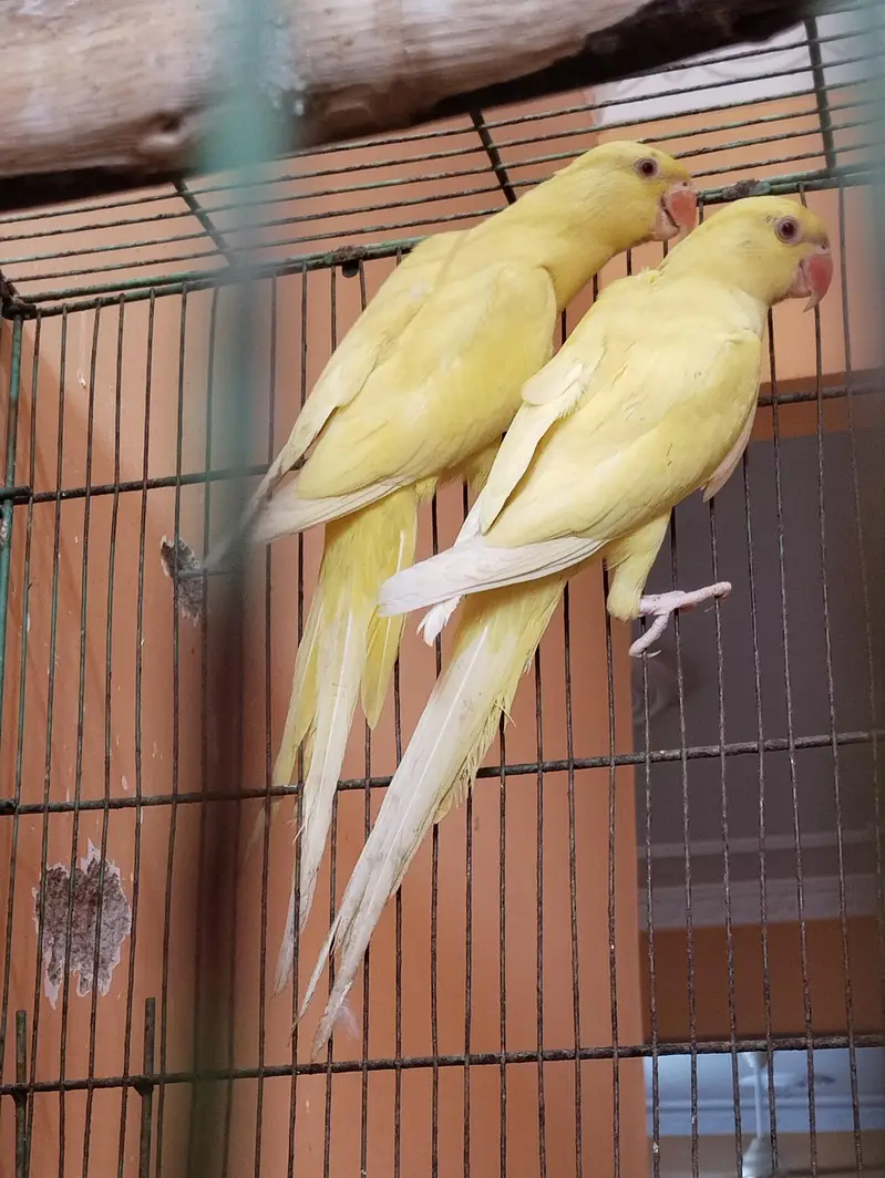 Ringneck , Yellow ringneck pair