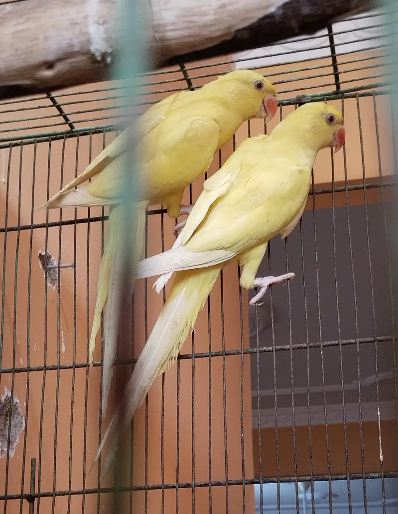 Ringneck , Yellow ringneck pair — photo 2