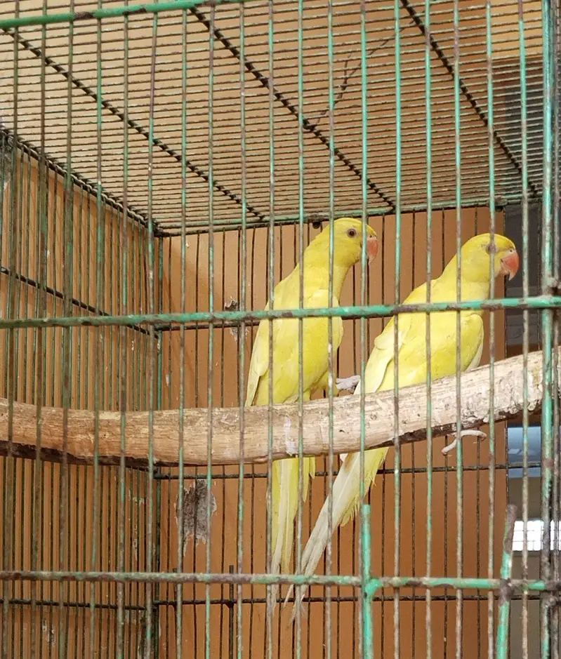 Ringneck , Yellow ringneck pair — photo 3