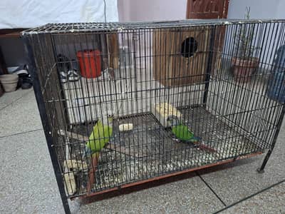 Conour pair for sale with out cage only birds