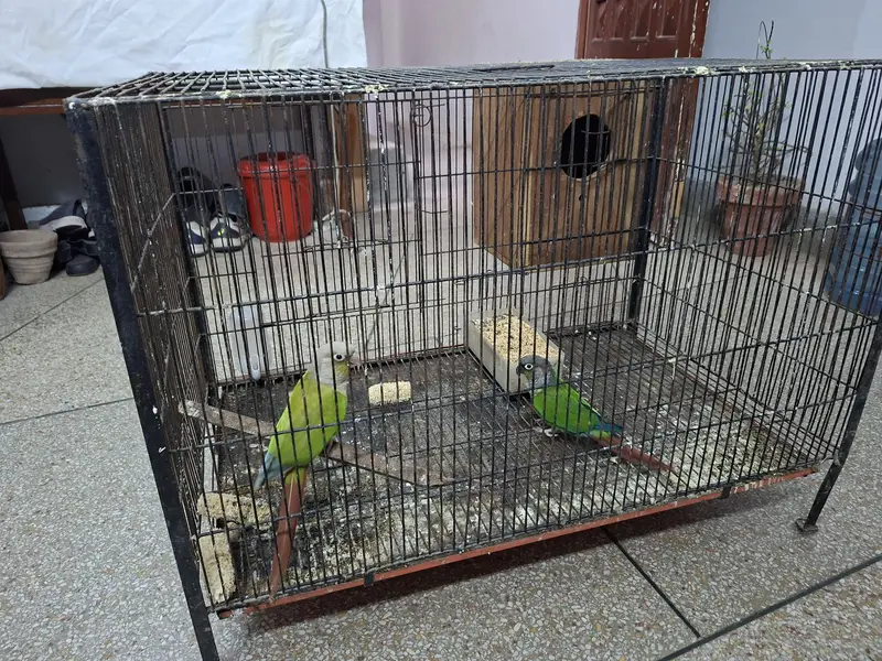 Conour pair for sale with out cage only birds