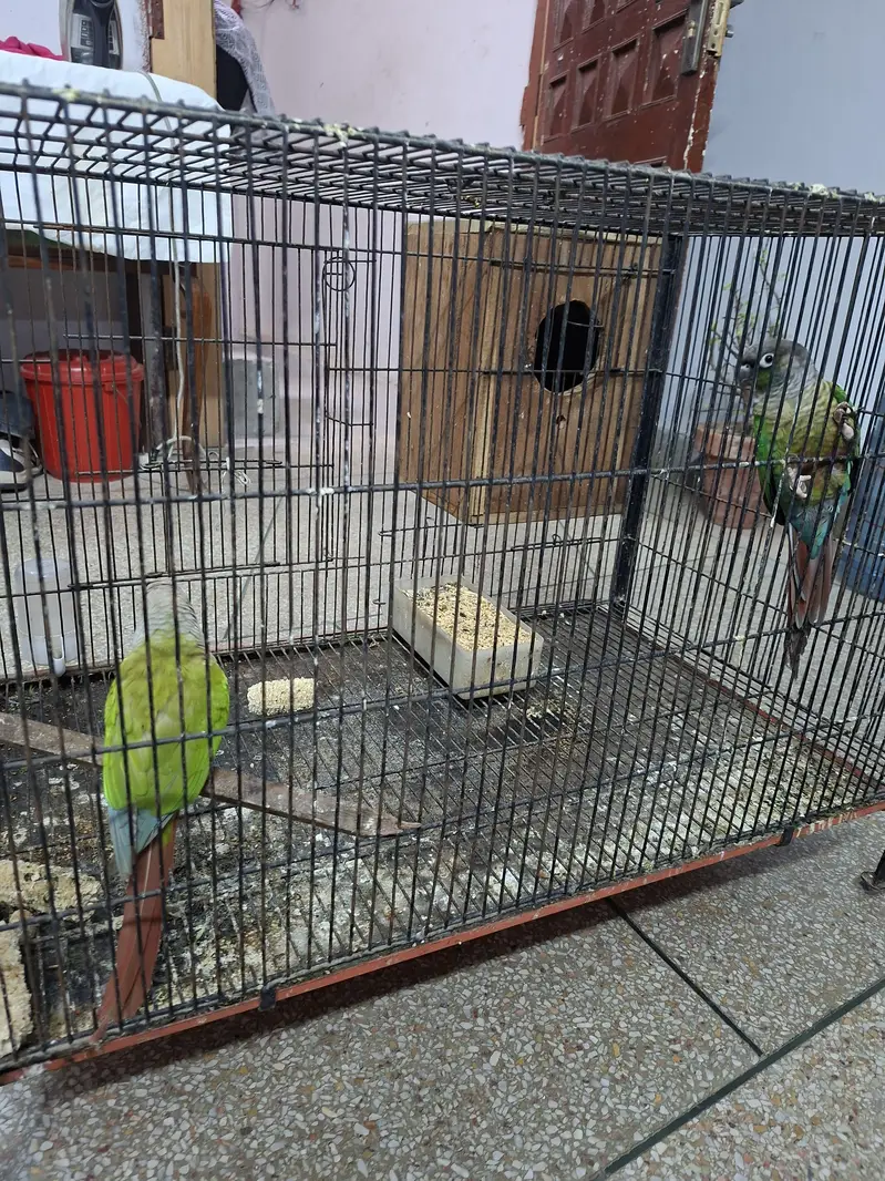 Conour pair for sale with out cage only birds — photo 2