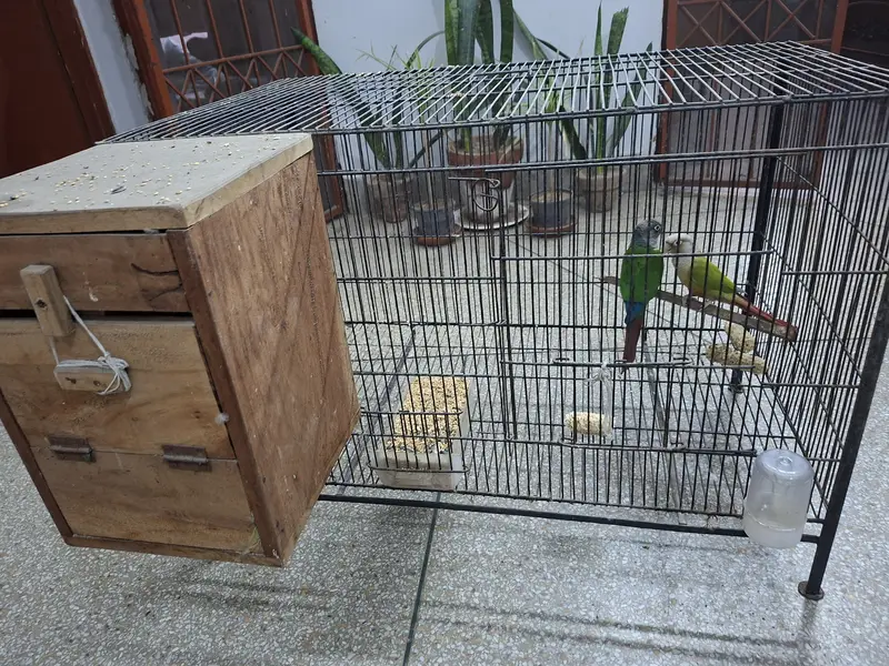 Conour pair for sale with out cage only birds — photo 3