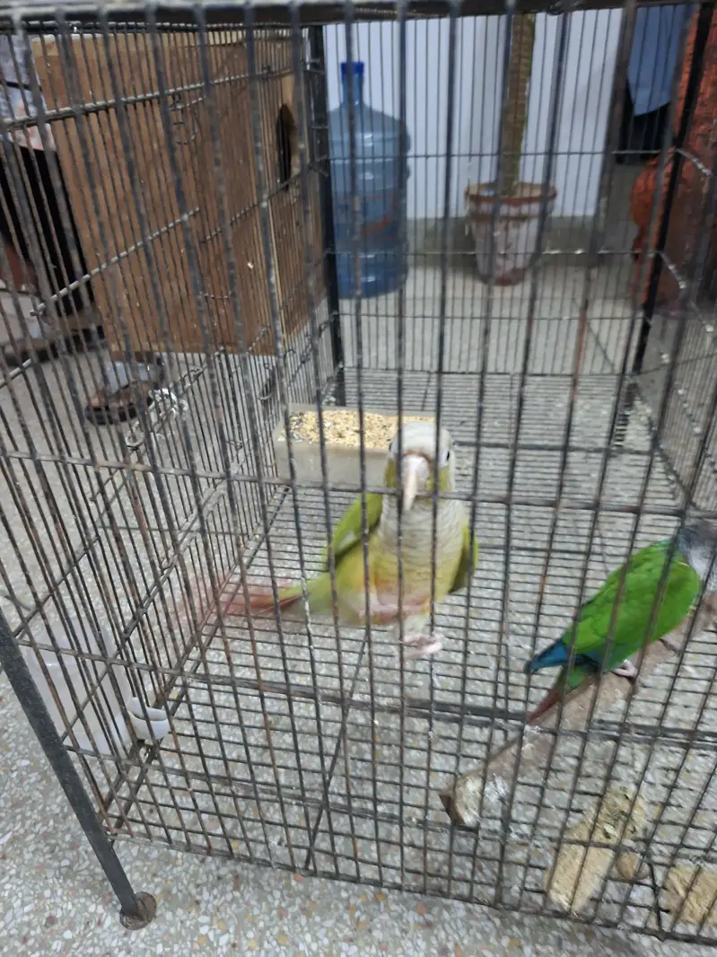 Conour pair for sale with out cage only birds — photo 4