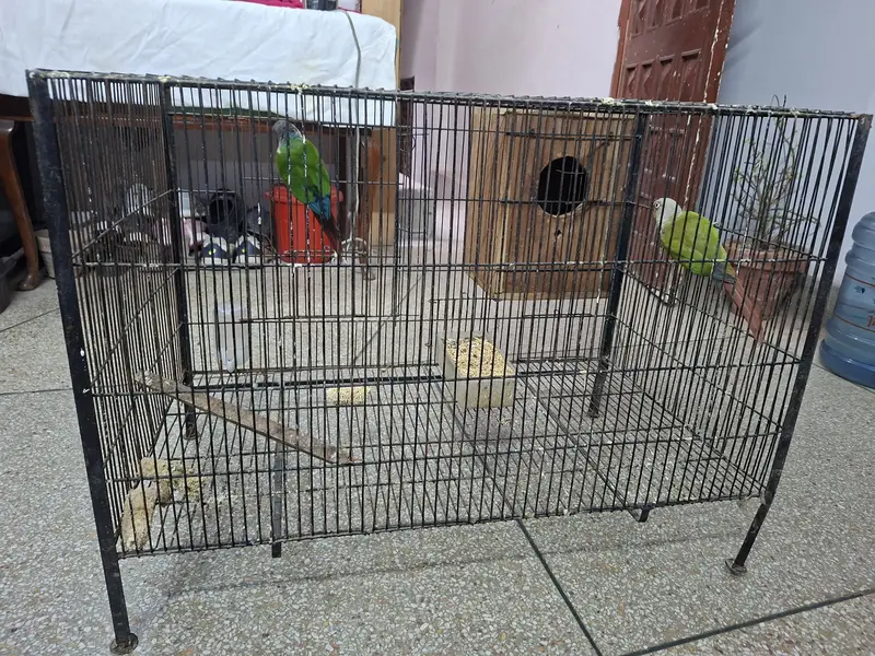Conour pair for sale with out cage only birds — photo 5