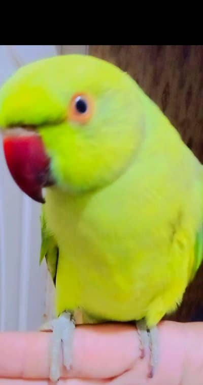 Parrot for sale