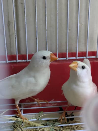 snow white finch