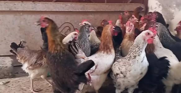 Egg laying starter murgi