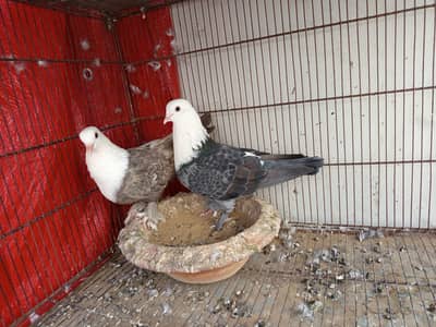 Karbalai breeder pairs