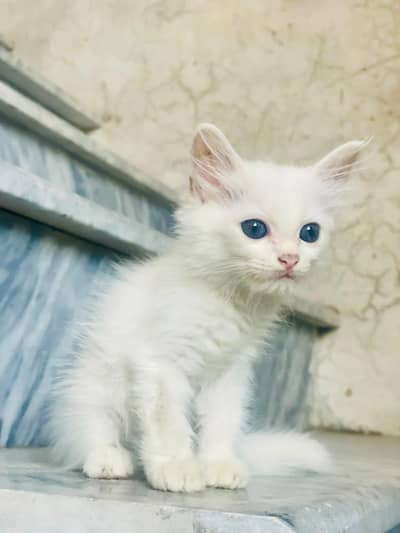 Kittens For Sale