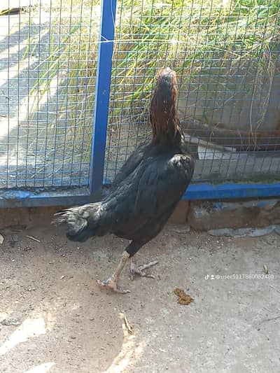 Aseel hen