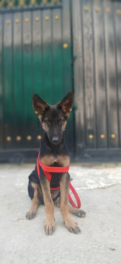 german shepherd puppies pure  GSD 3 months