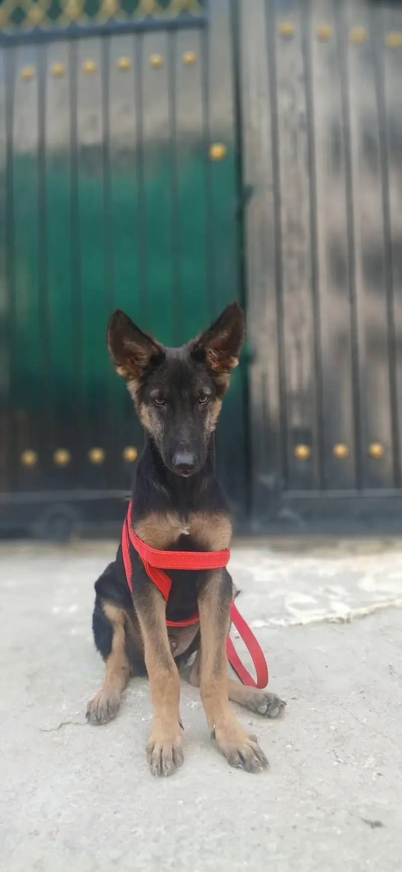 german shepherd puppies pure  GSD 3 months