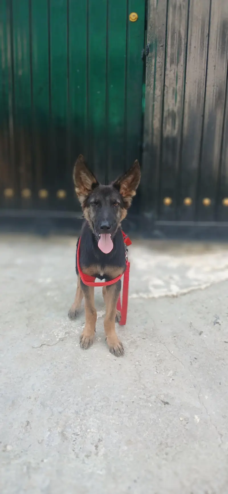 german shepherd puppies pure  GSD 3 months — photo 2