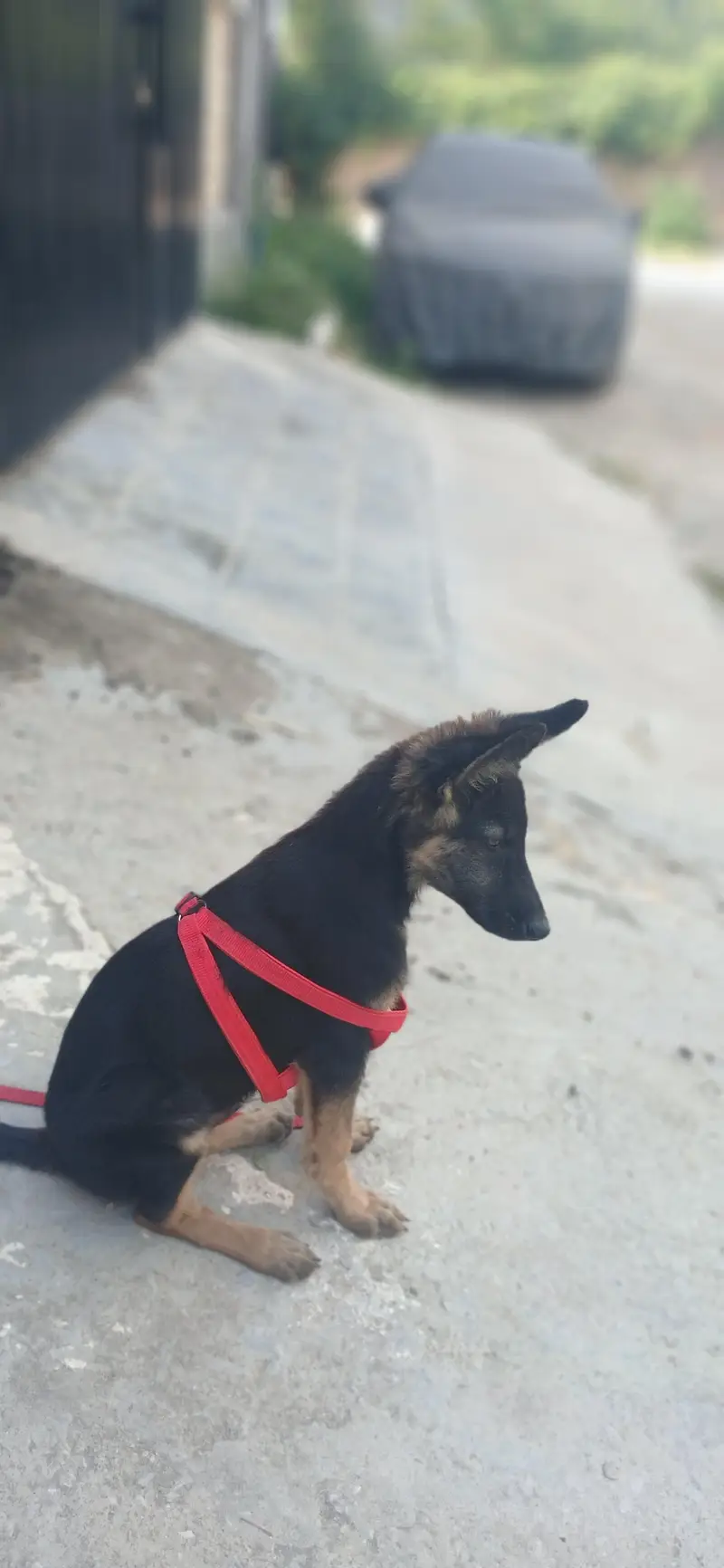 german shepherd puppies pure  GSD 3 months — photo 3