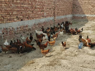 Desii hens for sale only serious buyer contact me