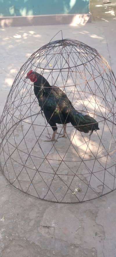 Black mushka pata for sale