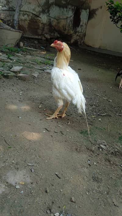 aseel