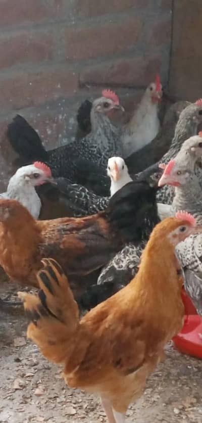 Fayoumi golden misri chicks
