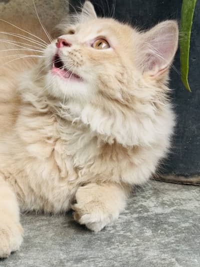 Fluffy persian cat punch face brown colour