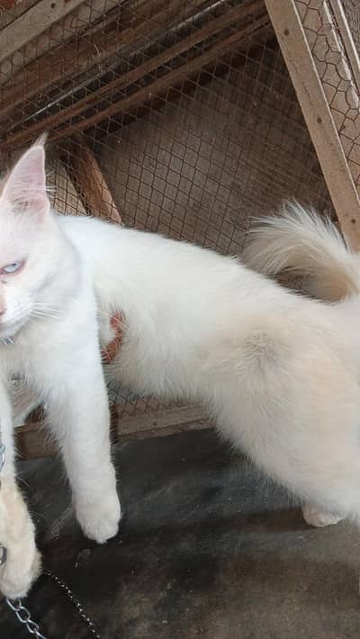 Persian cat male doll face double coated