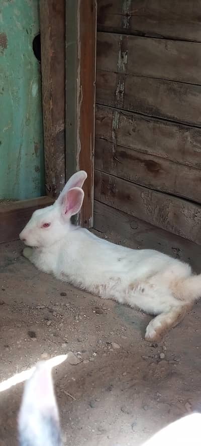 new Zealand white red eyes big rabbit male breeder