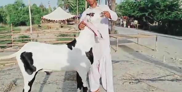 Desi Bakra _ 03279583582