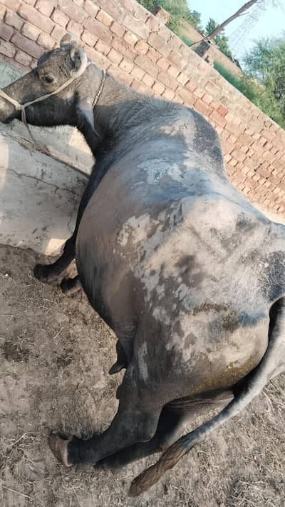 Cow For Sale