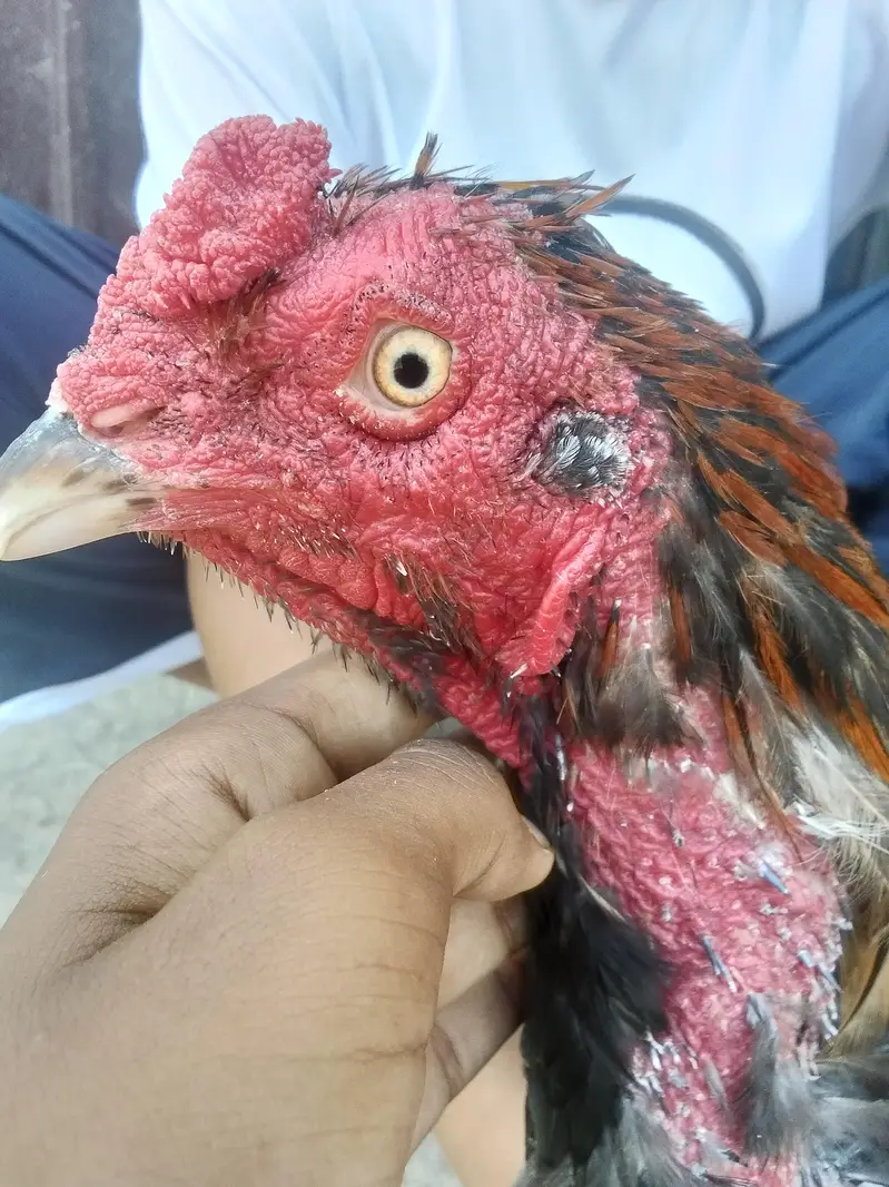 Aseel Mianwali — photo 4