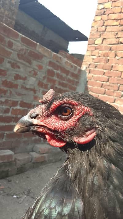 Full Black Aseel Murgi – TGAI Aseel | Healthy & Beautiful