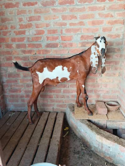 bakra for sale 1800 per kg