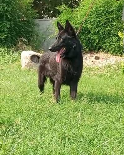 black German shepherd female for contact 03200183972