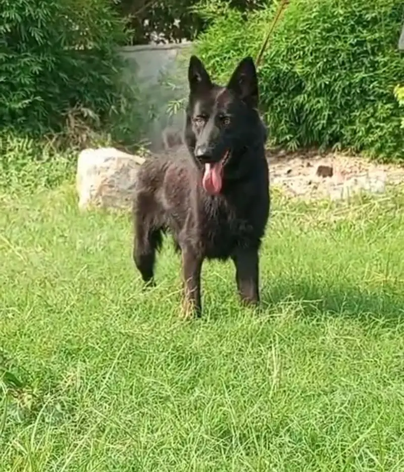 black German shepherd female for contact 03200183972 — photo 2
