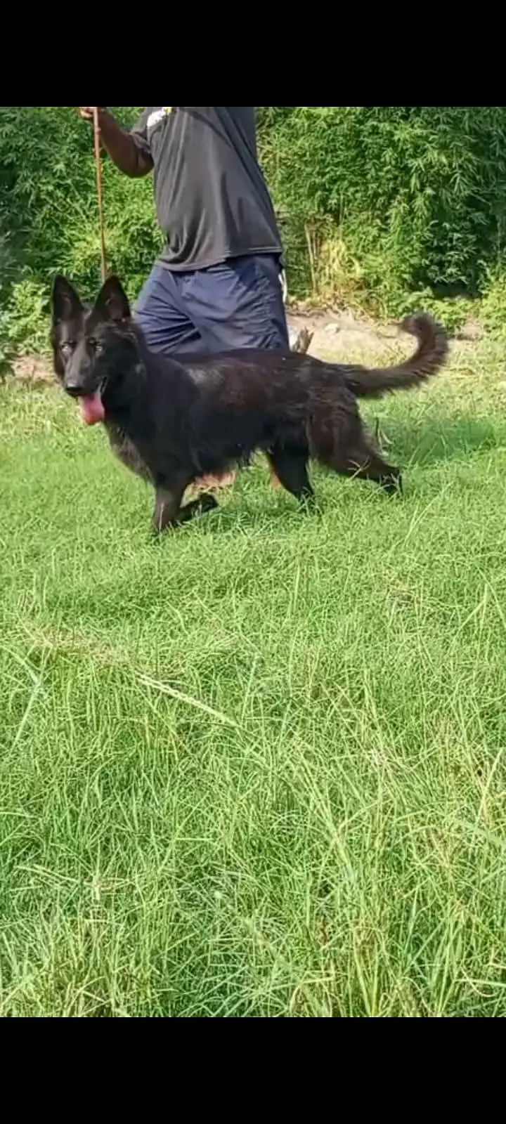 black German shepherd female for contact 03200183972 — photo 3