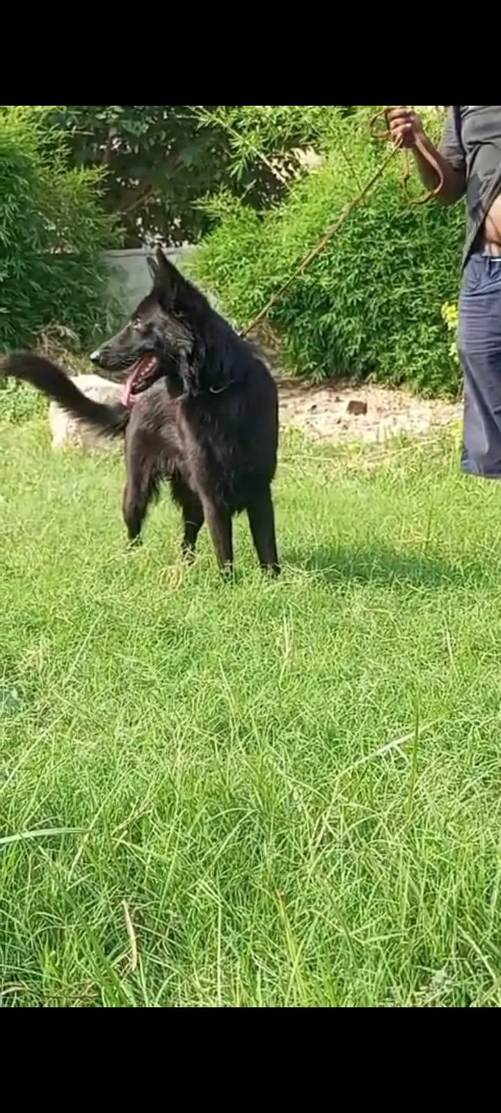 black German shepherd female for contact 03200183972 — photo 4