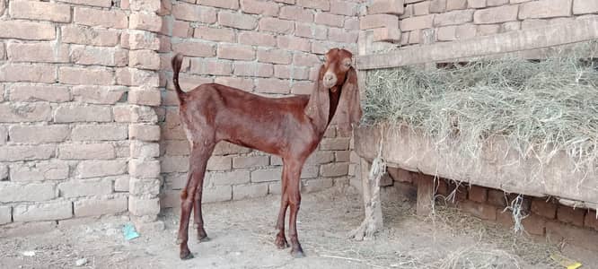 پالنے کیلئے نسلی بچے ۔ بکریاں موجود ہیں
