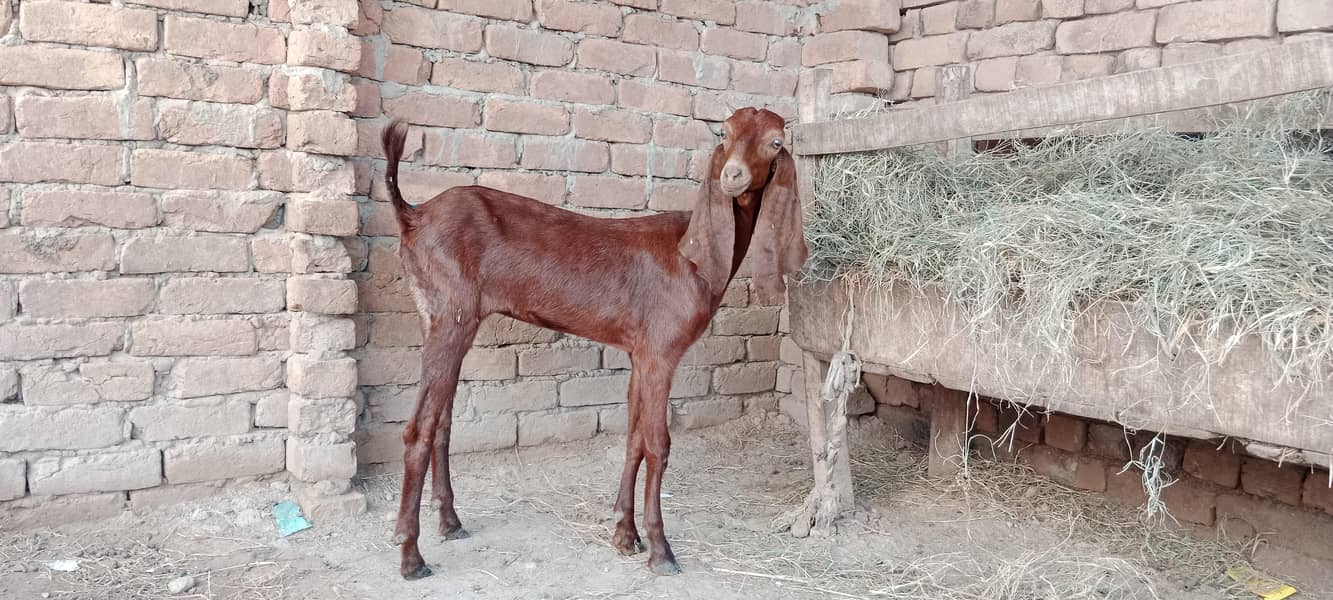 پالنے کیلئے نسلی بچے ۔ بکریاں موجود ہیں 0