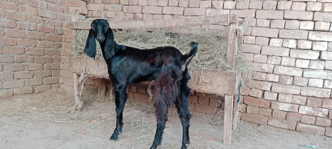 پالنے کیلئے نسلی بچے ۔ بکریاں موجود ہیں 1