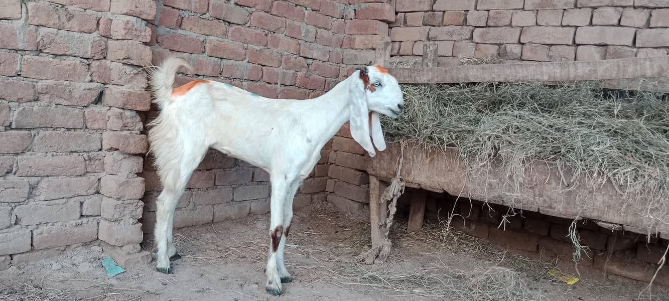 پالنے کیلئے نسلی بچے ۔ بکریاں موجود ہیں 2