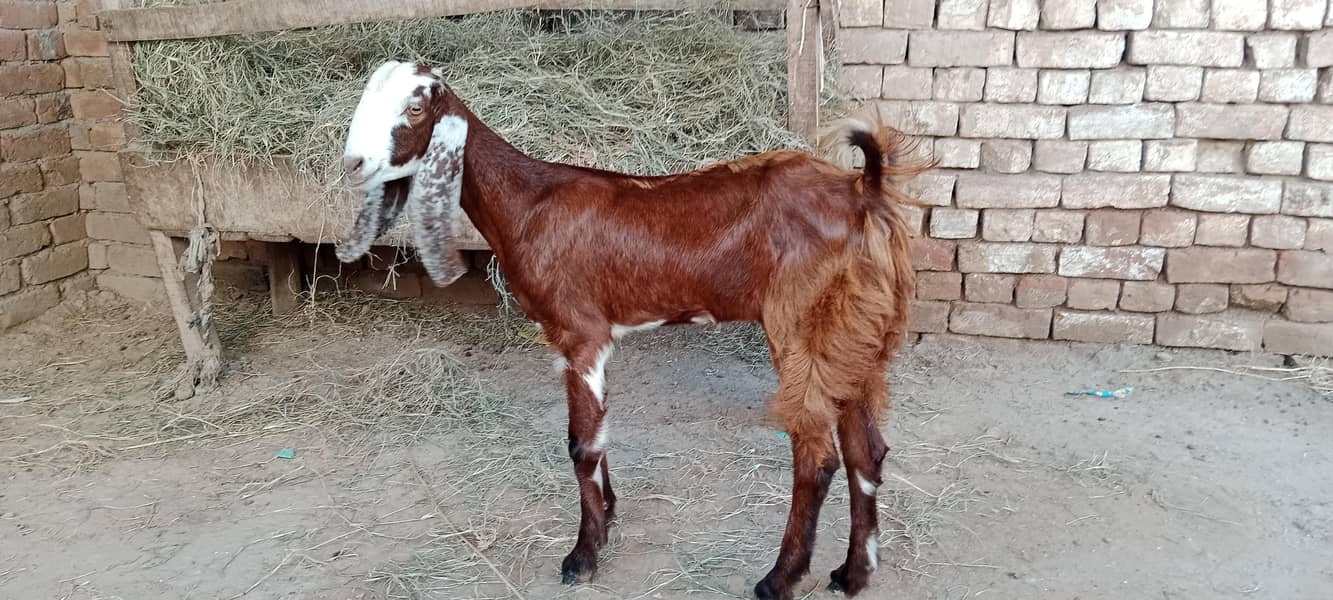 پالنے کیلئے نسلی بچے ۔ بکریاں موجود ہیں 3
