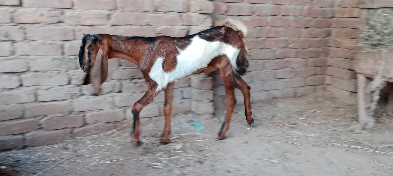 پالنے کیلئے نسلی بچے ۔ بکریاں موجود ہیں 4
