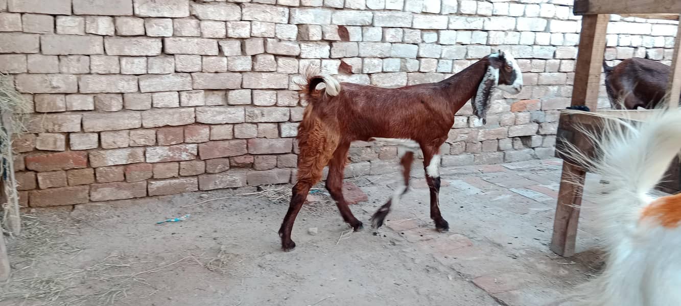 پالنے کیلئے نسلی بچے ۔ بکریاں موجود ہیں 5
