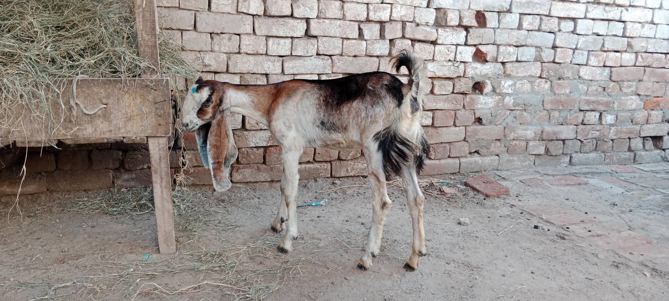 پالنے کیلئے نسلی بچے ۔ بکریاں موجود ہیں 6
