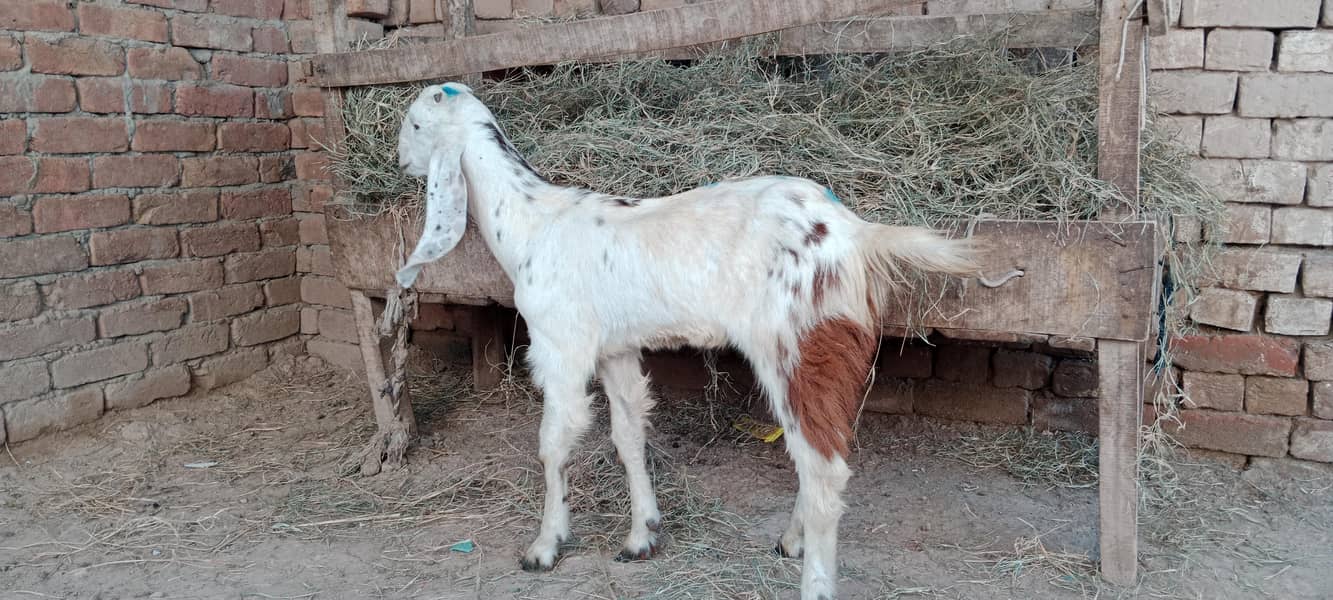 پالنے کیلئے نسلی بچے ۔ بکریاں موجود ہیں 7
